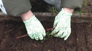 Как вырастить бруснику на садовом участке